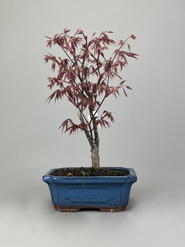 Roter Fächerahorn, Acer palmatum 'Atropurpureum', Ahorn, Bonsai Solitär, Geschenkidee, Freilandbonsai