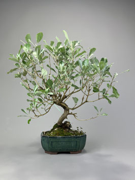 Wintergrüne Ölweide, Elaeagnus, mediterraner Bonsai, Geschenkidee