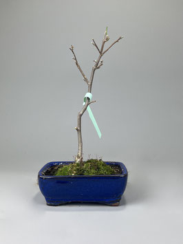 Magnolie, Magnolia, Blühender Outdoor - Bonsai, Freilandbonsai, Geschenkidee