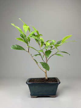 Magnolie, Magnolia, Blühender Outdoor - Bonsai, Freilandbonsai, Geschenkidee