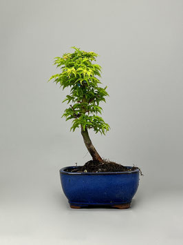 Fächerahorn, Acer palmatum 'Shishigashira', Ahorn, Bonsai Solitär, Geschenkidee, Freilandbonsai