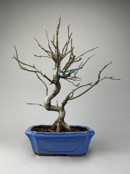 Zierapfel, Malus, Outdoor - Bonsai, Freilandbonsai, Outdoor - Bonsai