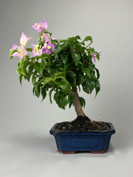 Drillingsblume, Bougainvillea glabra, mediterraner Bonsai, Geschenkidee