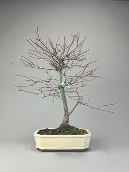 Fächerahorn, Acer palmatum deshojo, Ahorn, Bonsai Solitär, Geschenkidee, Freilandbonsai