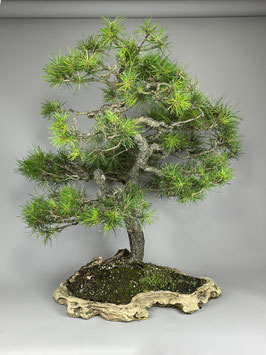 Kiefer, Pinus, Outdoor - Bonsai, Freilandbonsai