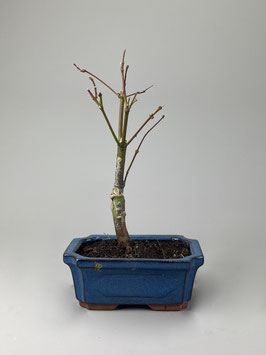 Roter Fächerahorn, Acer palmatum 'Atropurpureum', Ahorn, Bonsai Solitär, Geschenkidee, Freilandbonsai