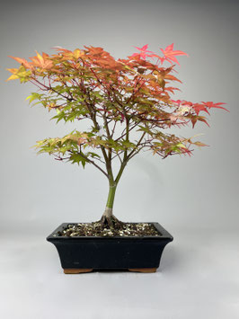 Fächerahorn 'Beni-maiko', Acer palmatum 'Beni-maiko', Ahorn, Bonsai Solitär, Geschenkidee, Freilandbonsai