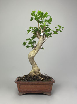 Fächerblattbaum, Ginkgo biloba, Freilandbonsai, Geschenkidee