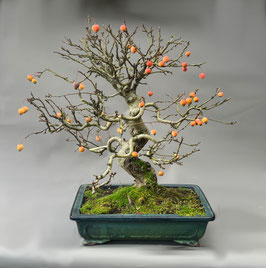 Zierapfel, Malus, Outdoor - Bonsai, Freilandbonsai, Outdoor - Bonsai, Solitär
