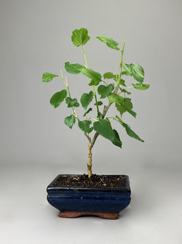 Maulbeerbaum, Morus, Bonsai, Outdoor - Bonsai, Freilandbonsai