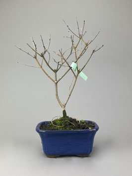 Zwerg-Duftflieder, Syringa meyeri, Blühender Outdoor - Bonsai, Freilandbonsai, Geschenkidee