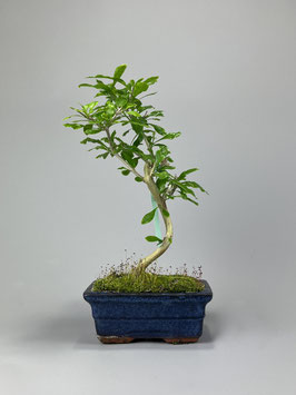 Himmelsblume / Taubenbeere, Duranta repens, mediterraner Bonsai, Geschenkidee