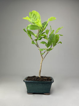 Magnolie, Magnolia, Blühender Outdoor - Bonsai, Freilandbonsai, Geschenkidee