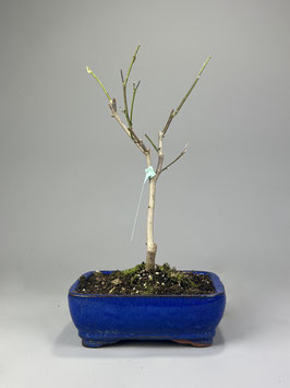 Magnolie, Magnolia, Blühender Outdoor - Bonsai, Freilandbonsai, Geschenkidee
