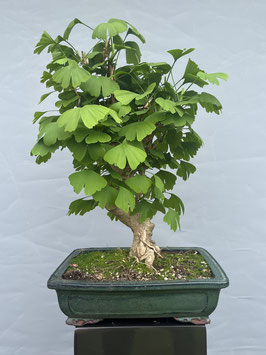 Fächerblattbaum, Ginkgo biloba, Freilandbonsai, Geschenkidee