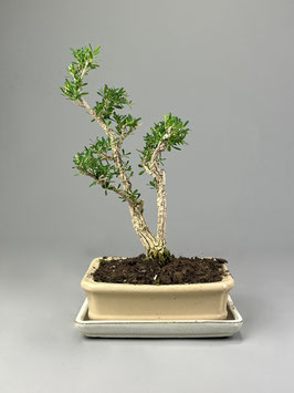 Harland Buchsbaum, Buxus harlandii, Bonsai Geschenkidee, Zimmerbonsai / Indoorbonsai, Pflegeleicht