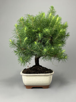 Aleppo Kiefer, Pinus halepensis, mediterraner Bonsai, Geschenkidee