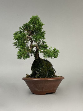 Chin. Wacholder, Juniperus chinensis, Bonsai - Solitär, Outdoorbonsai