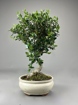 Wilder Olivenbaum, Olea europaea sylvestris, mediterraner Bonsai, Geschenkidee