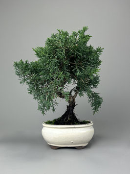Chin. Wacholder, Juniperus chinensis kyushu, Bonsai - Solitär, Outdoorbonsai