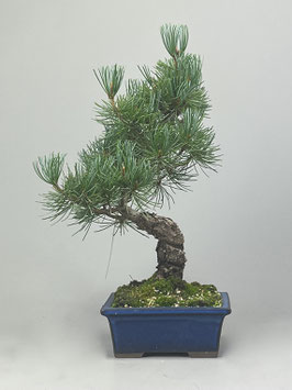 Mädchen - Kiefer, Pinus pentaphylla, Shohin, Japan, Outdoor - Bonsai, Freilandbonsai
