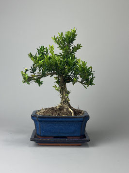Taiwan-Buchsbaum, Buxus harlandii, Zimmer Bonsai, Geschenkidee