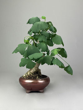 Fächerblattbaum, Ginkgo biloba, Freilandbonsai, Geschenkidee
