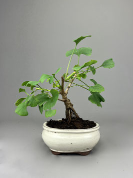 Fächerblattbaum, Ginkgo biloba ´Troll´, Freilandbonsai, Geschenkidee