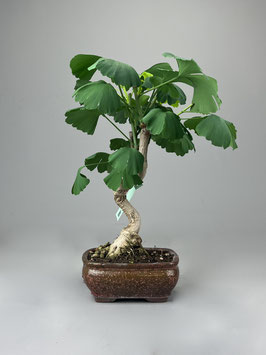 Fächerblattbaum, Ginkgo biloba, Freilandbonsai, Geschenkidee
