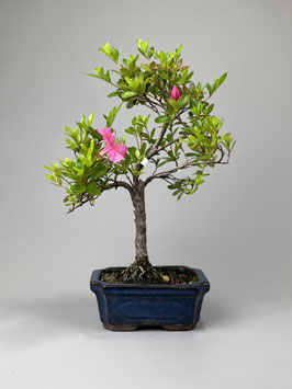 Satsuki - Azalee, Rhododendron indicum, Freilandbonsai, Gartenbonsai, Geschenkidee