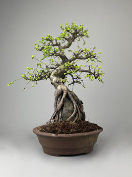 Chinesische Ulme Ulmus parviflora, Bonsai Geschenkidee, Zimmerbonsai / Indoorbonsai, Pflegeleicht