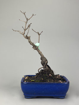 Feuerahorn, Acer ginnala, Outdoor - Bonsai, Freilandbonsai, Geschenkidee