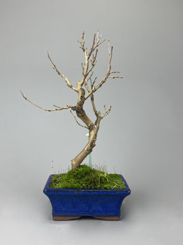 Maulbeerbaum, Morus, Bonsai, Outdoor - Bonsai, Freilandbonsai