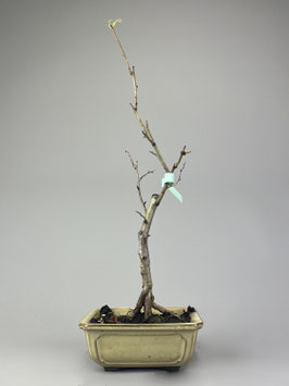Echter Rotdorn 'Paul's Scarlet', Crataegus laevigata 'Paul's Scarlet', Blühender Outdoor - Bonsai, Freilandbonsai, Geschenkidee