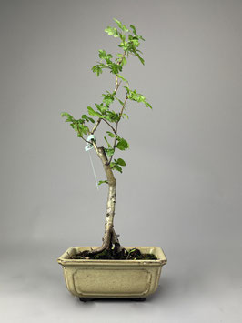 Blhende Bonsai kaufen Geschenkidee Versand - www.bonsai-hassler.de