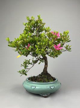 Satsuki - Azalee, Rhododendron indicum, Freilandbonsai, Gartenbonsai, Geschenkidee