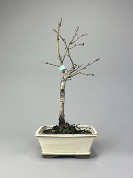Echter Rotdorn 'Paul's Scarlet', Crataegus laevigata 'Paul's Scarlet', Blühender Outdoor - Bonsai, Freilandbonsai, Geschenkidee