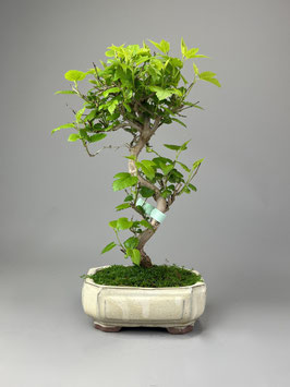 Maulbeerbaum, Morus, Bonsai, Outdoor - Bonsai, Freilandbonsai