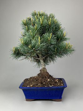 Mädchen - Kiefer, Pinus pentaphylla, Japan, Outdoor - Bonsai, Freilandbonsai