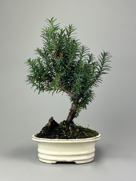 Japanische Eibe, Taxus cuspidata, Outdoor - Bonsai, Freilandbonsai