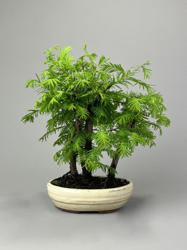 Urweltmammutbaum, Metasequoia glyptostroboides, Bonsai, Freilandbonsai, Geschenkidee