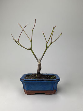 Roter Fächerahorn, Acer palmatum 'Atropurpureum', Ahorn, Bonsai Solitär, Geschenkidee, Freilandbonsai