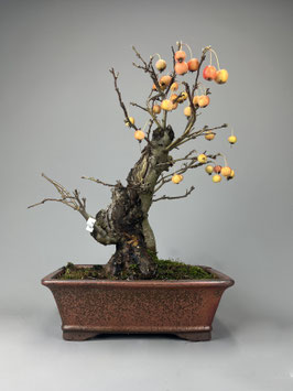 Zierapfel, Malus, Outdoor - Bonsai, Freilandbonsai, Outdoor - Bonsai