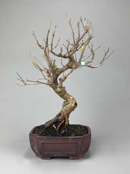 Maulbeerbaum, Morus, Bonsai, Outdoor - Bonsai, Freilandbonsai