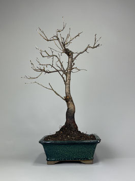 Steinweichsel, Prunus mahaleb, Outdoor - Bonsai, Freilandbonsai