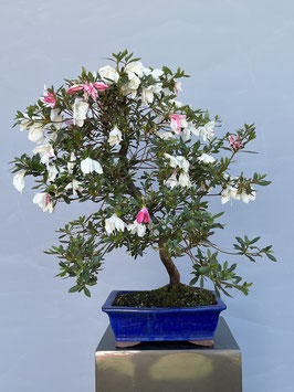 Satsuki - Azalee, Rhododendron indicum, Freilandbonsai, Gartenbonsai, Geschenkidee