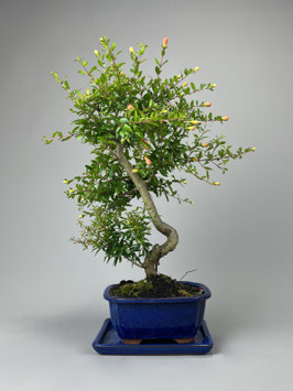 Granatapfel, Punica granatum, Blühender Bonsai, Geschenk - Idee, mediterraner Bonsai