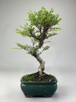Zwerg Ulme, Ulmus parvifolia 'Seiju', Outdoor - Bonsai, Freilandbonsai