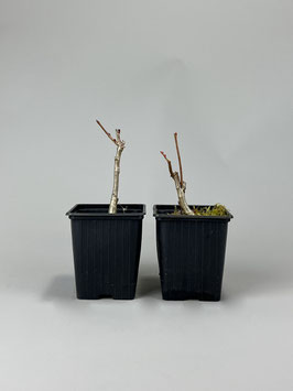 Amur-Linde, Tilia amurensis, 3 Jahre, Bonsai - Jungpflanze