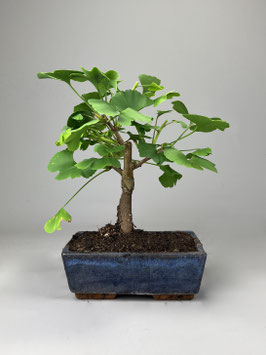 Fächerblattbaum, Ginkgo biloba ´Troll´, Freilandbonsai, Geschenkidee